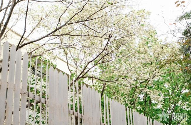 Canh pho co Ha Noi vao mua xuan voi nhung canh dao khoe sac, day hoai niem va lang man